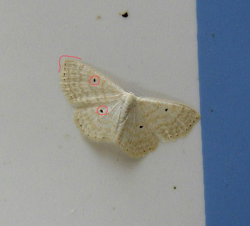 Idaea elongaria?